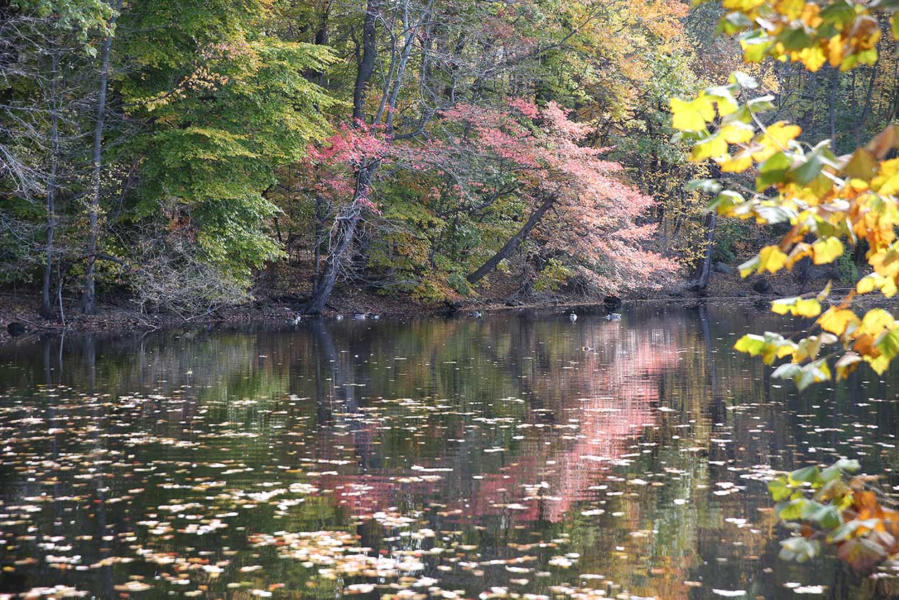 River with trees in fall